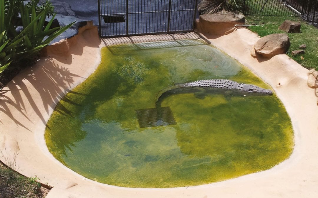 Crocodile Pond – Currumbin Wildlife Sanctuary