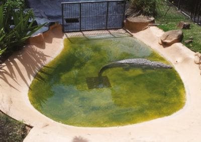 Crocodile Pond – Currumbin Wildlife Sanctuary