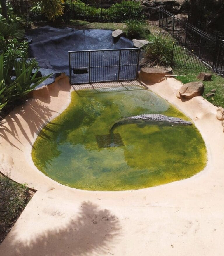 Crocodile Pond 27 4 16 1