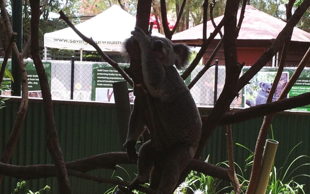 Koalas – Currumbin Wildlife Sanctuary