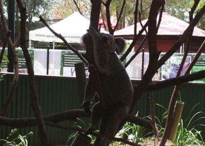 Koalas – Currumbin Wildlife Sanctuary